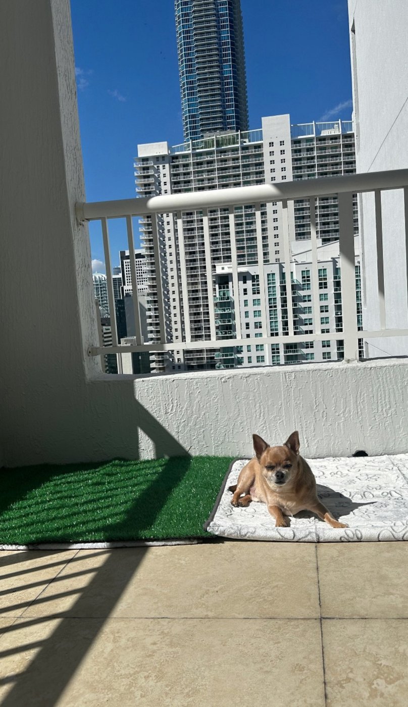 Theo on the Miami balcony