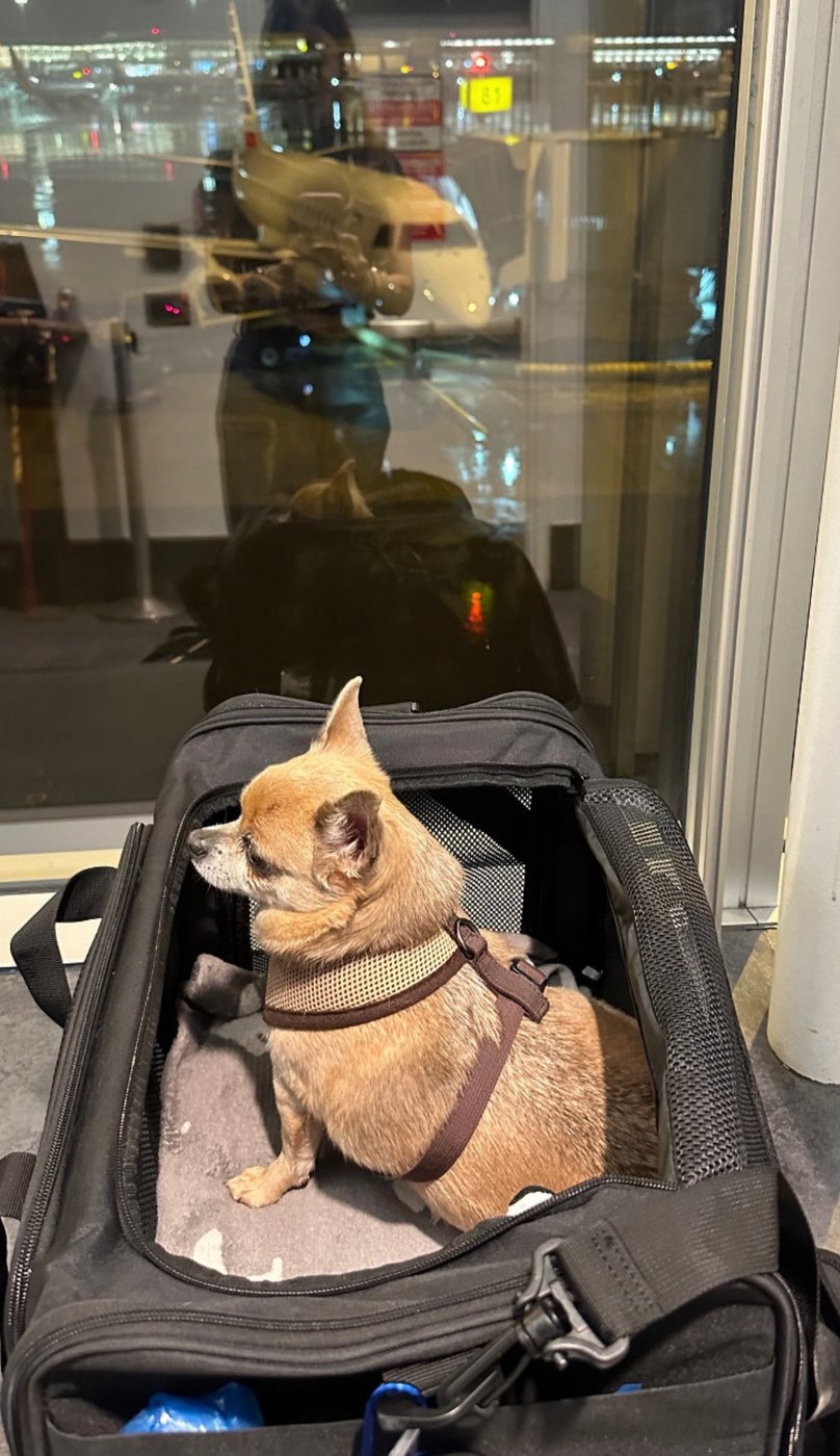 Theo in his carrier at the departure gate